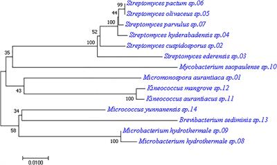 Exploring the Potential of Antibiotic Production From Rare Actinobacteria by Whole-Genome Sequencing and Guided MS/MS Analysis